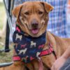 Dandenong Pet Bandana Medium feature Dandenong Pet Bandana Medium feature