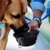 Gloucester Pet Bowl feature Gloucester Pet Bowl feature