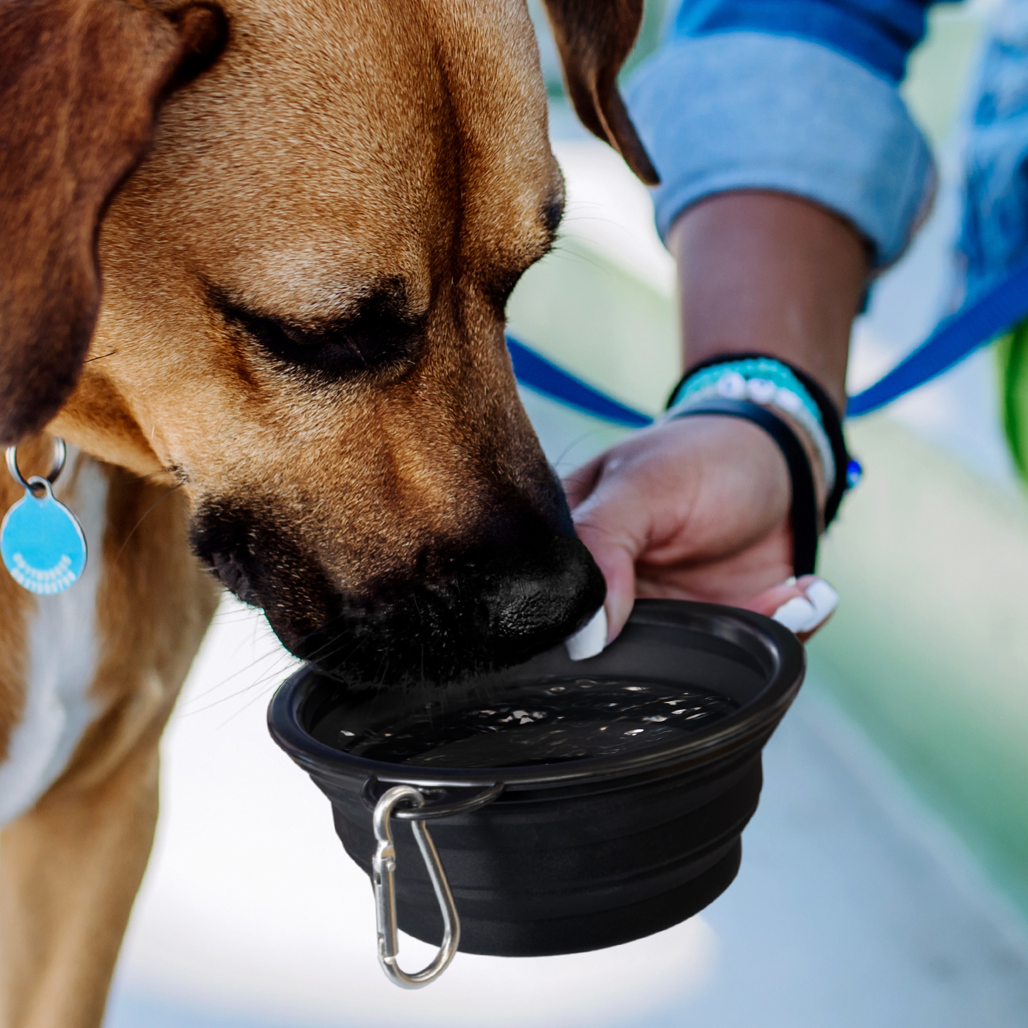 Gloucester Pet Bowl feature Gloucester Pet Bowl feature