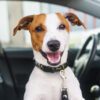 Queenscliff Dog Collar feature Queenscliff Dog Collar feature